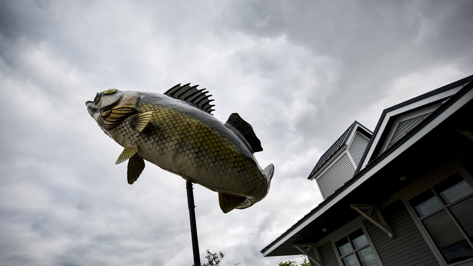 Walleye fishing is apparently good before it's banned.