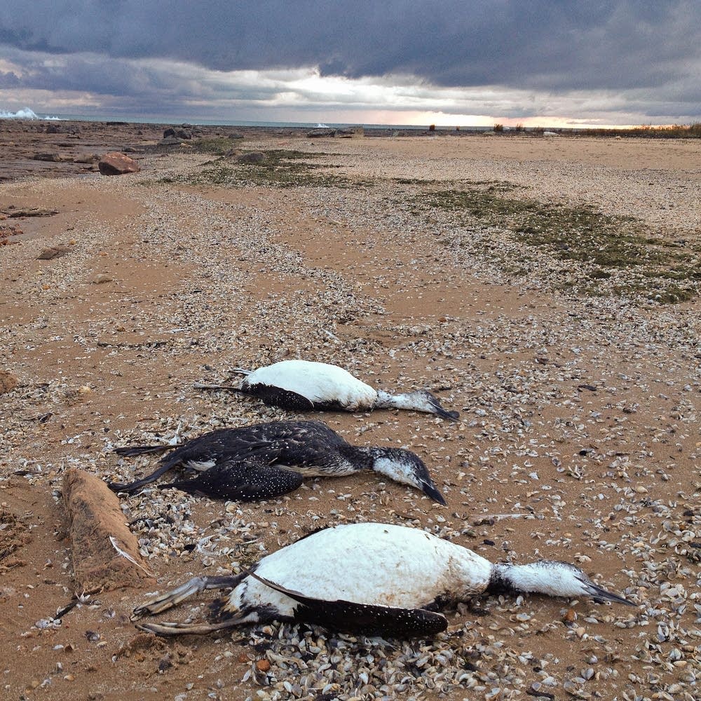 Dead loons