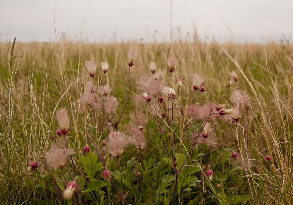Prairie smoke