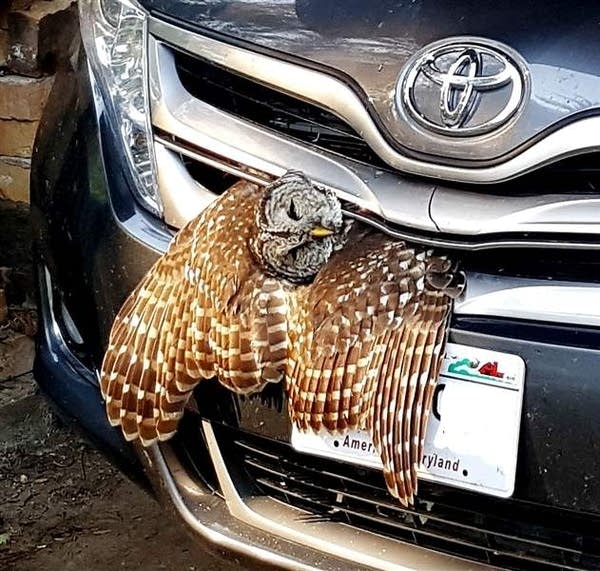 After collision, Wisconsin driver takes owl for a ride