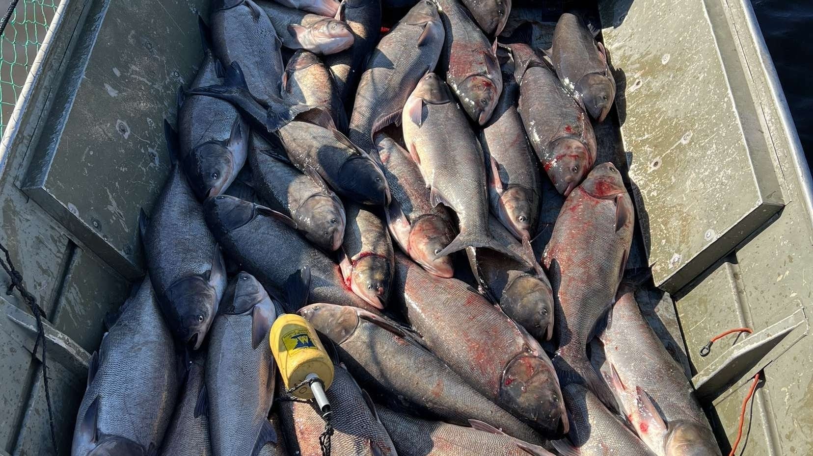 Large invasive carp catch in Mississippi triggers worry - Vimarsana News