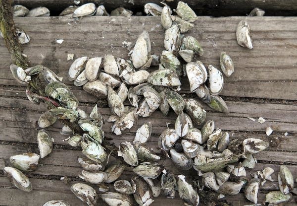 Zebra mussel shells covered a dock on Lake Mille Lacs.