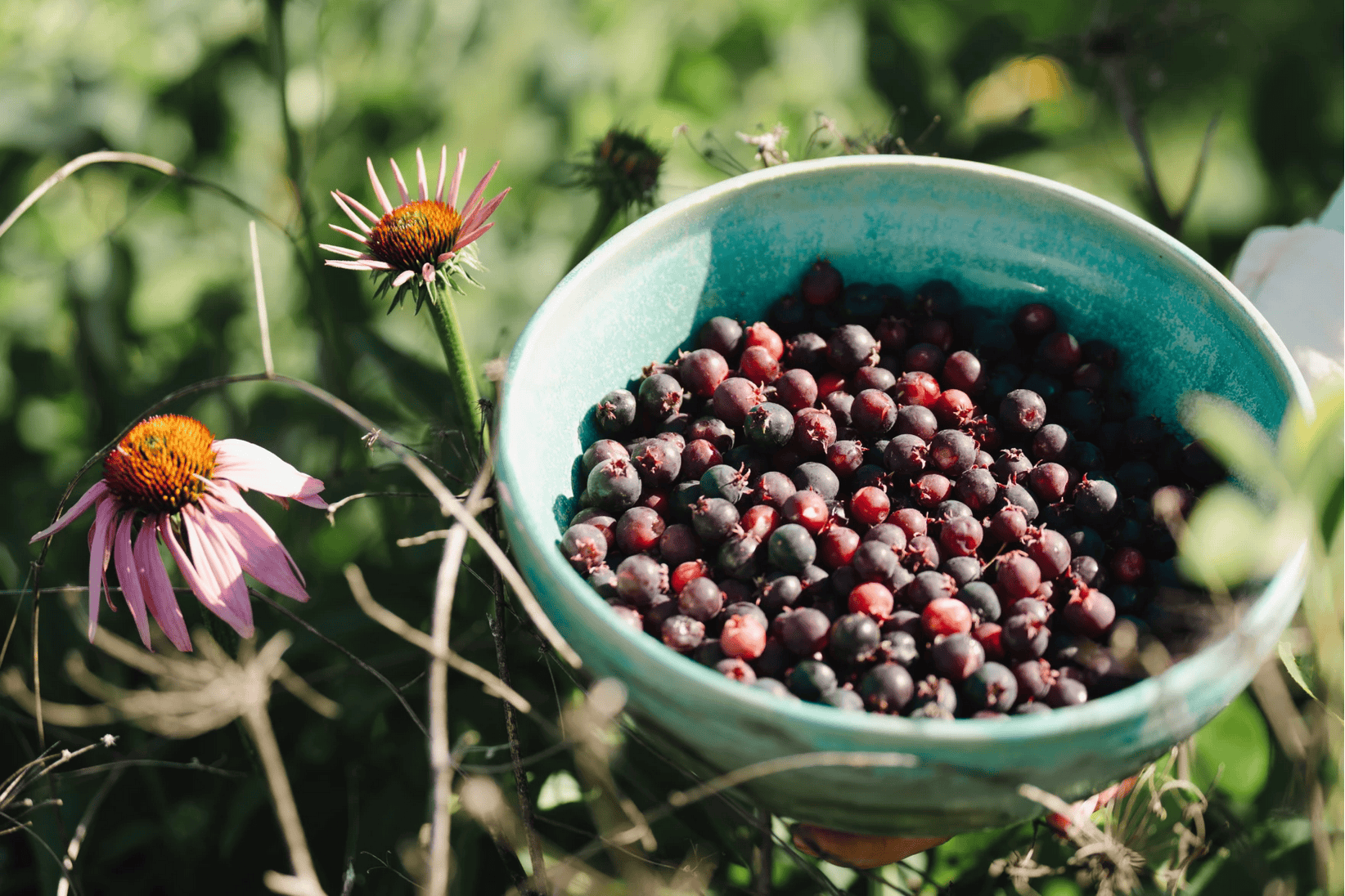 Serviceberries in a bowl