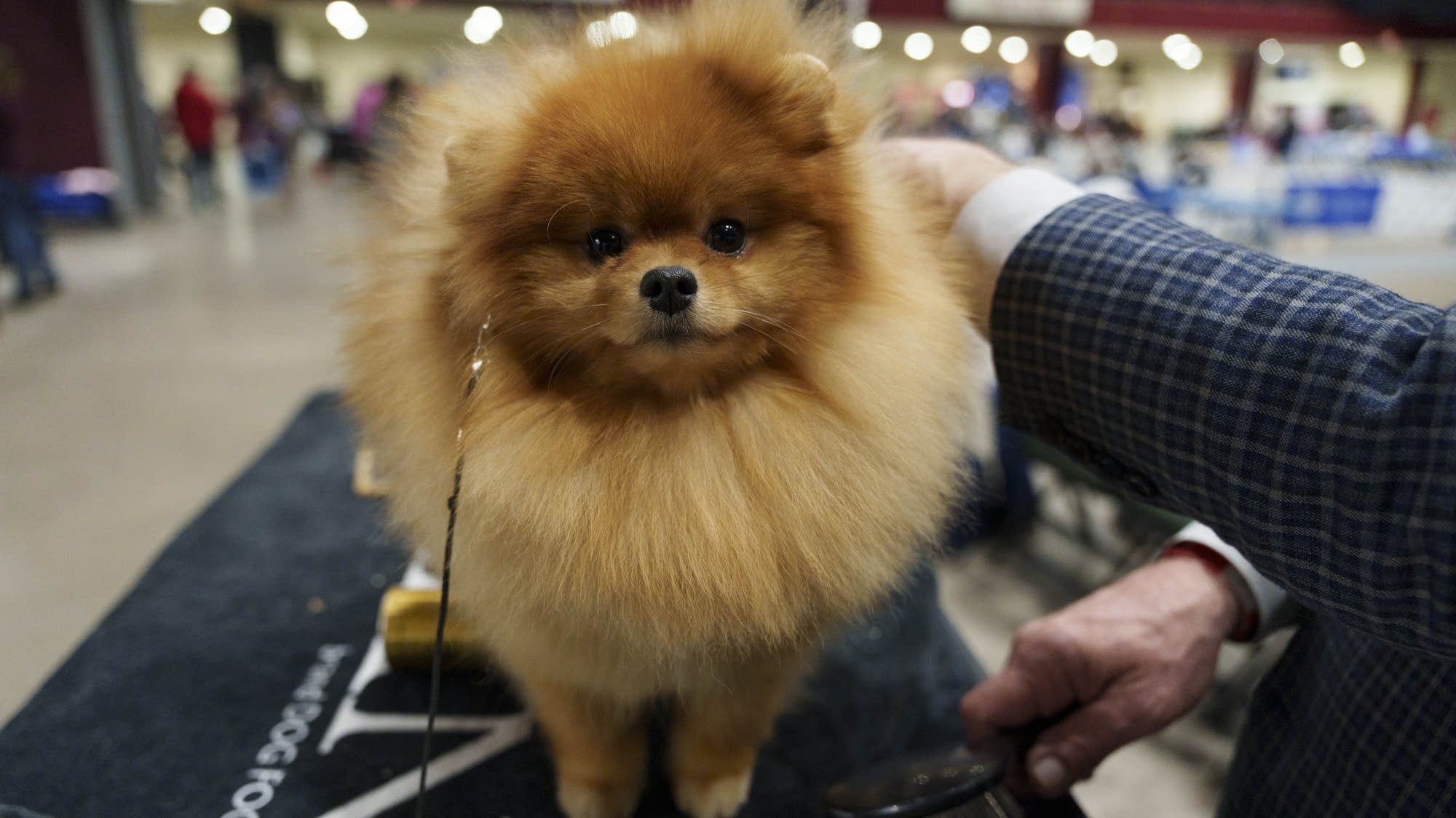 Photos: Best good pups at the Land O'Lakes Kennel Club Dog Show - Vimarsana News
