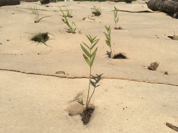 A tiny milkweed plant