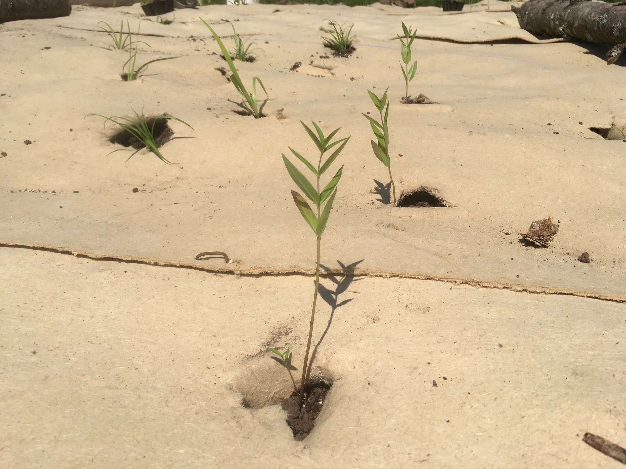 A tiny milkweed plant