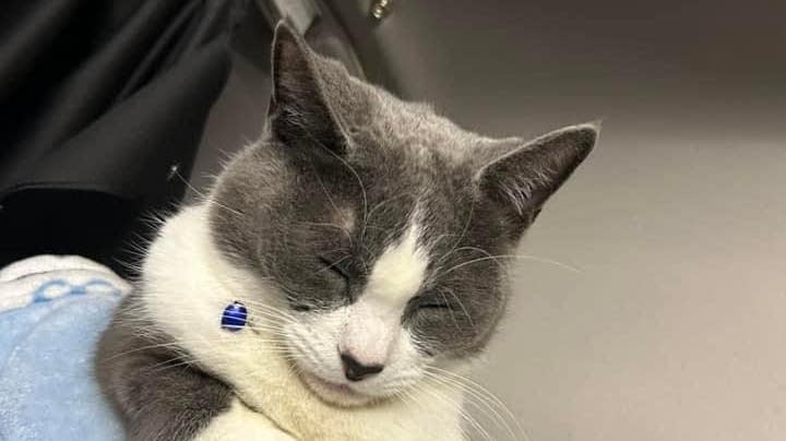 'Tom the lost trucker cat' found nine miles from St. Cloud after 40 days missing - Vimarsana News