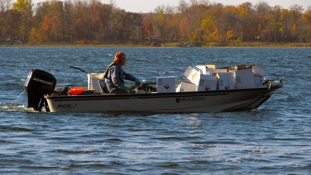 DNR attempts to stop zebra mussels with pesticide | MPR News