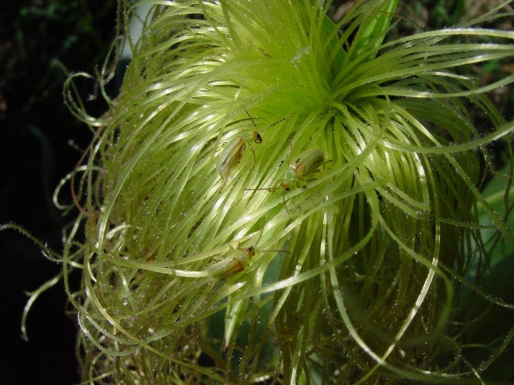 Western rootworm beetles