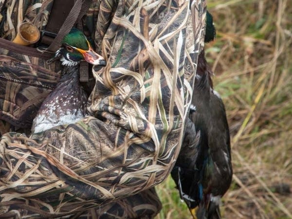 As Minnesota's duck hunting opens, waterfowl populations are steady, but concerns remain 
