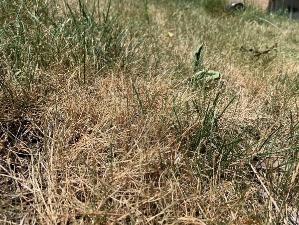 A lawn shows signs of stress from drought conditions