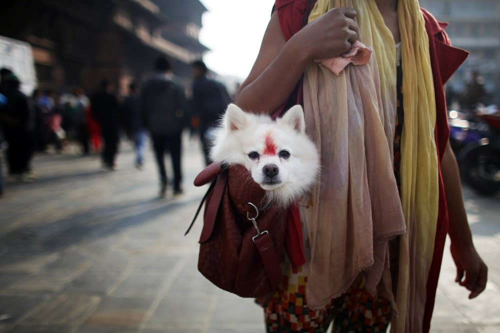 Tihar festival in Kathmandu