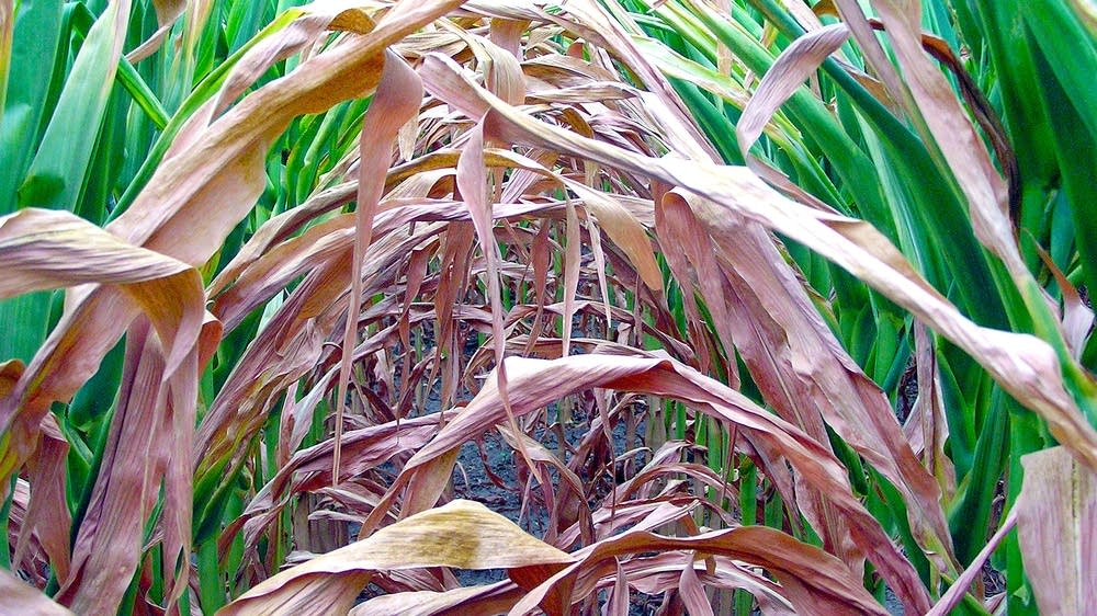Corn and beans need more water – and fast
