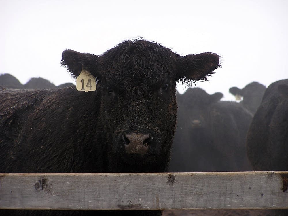 Cattle