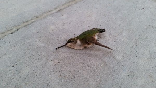 As predicted, Vikings stadium is killing field for birds