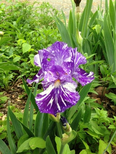 flower harmony in the park minnehaha