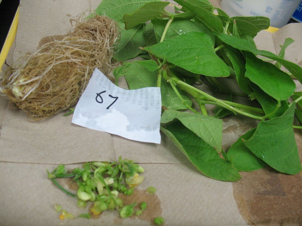 Bean plants