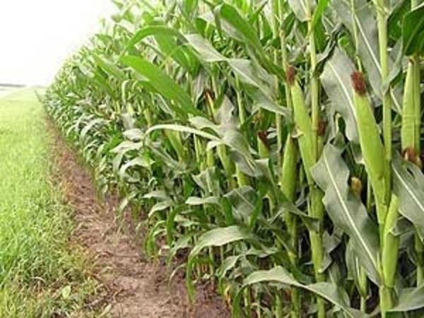 Good weather could mean bumper corn crop