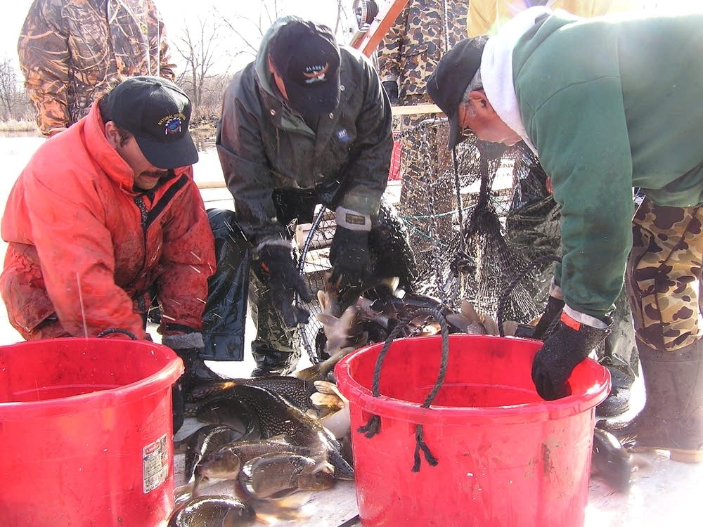 Sorting fish