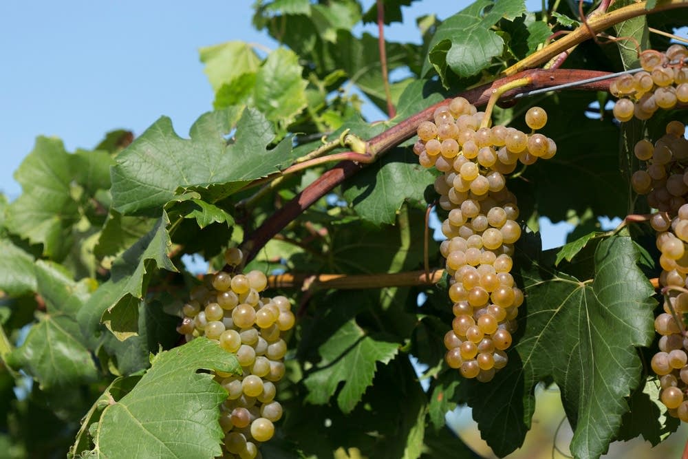 New coldhardy wine grape debuts at U of M Minnesota Public Radio News
