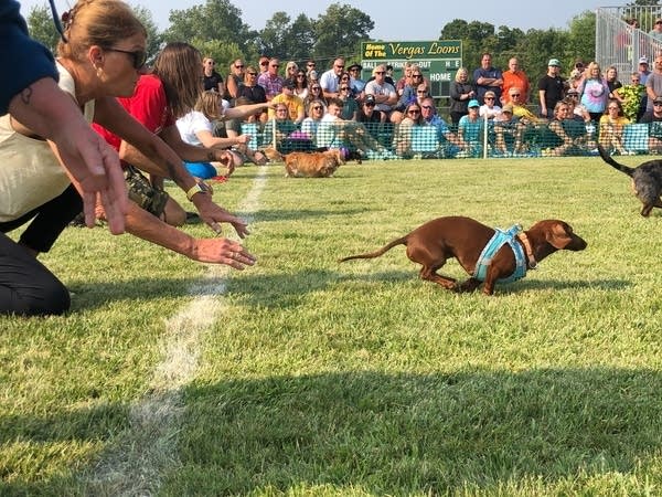 A dog runs on the grass