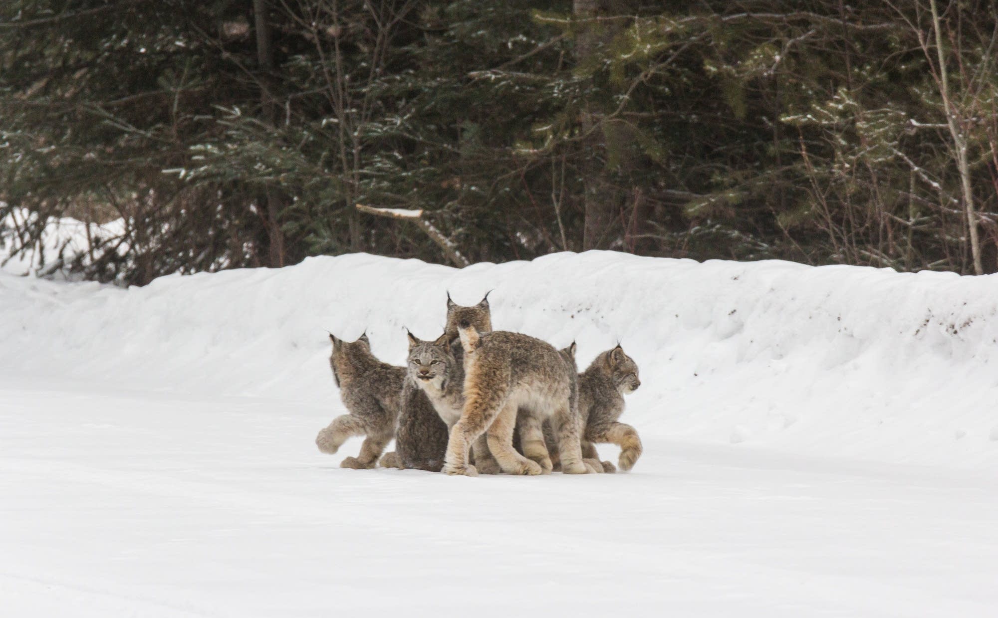 A group of Canada lynx, likely a female lynx with her four kittens