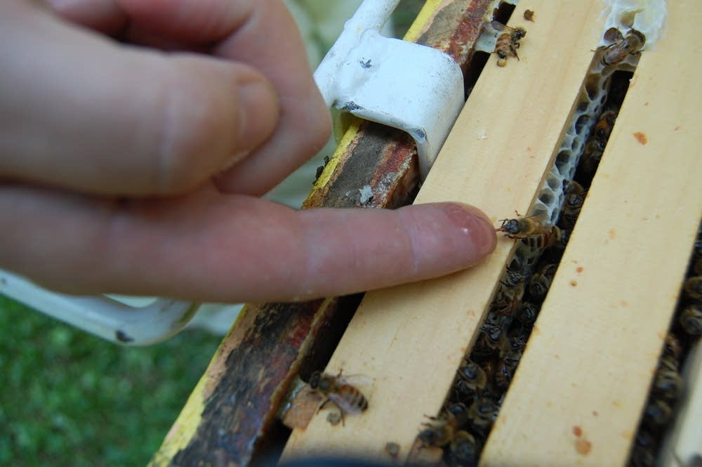 Bee eating honey
