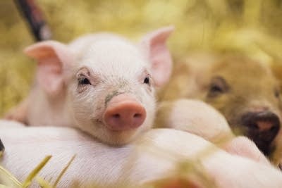 Piglets sleep on top of each other.