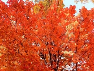 Autumn leaves