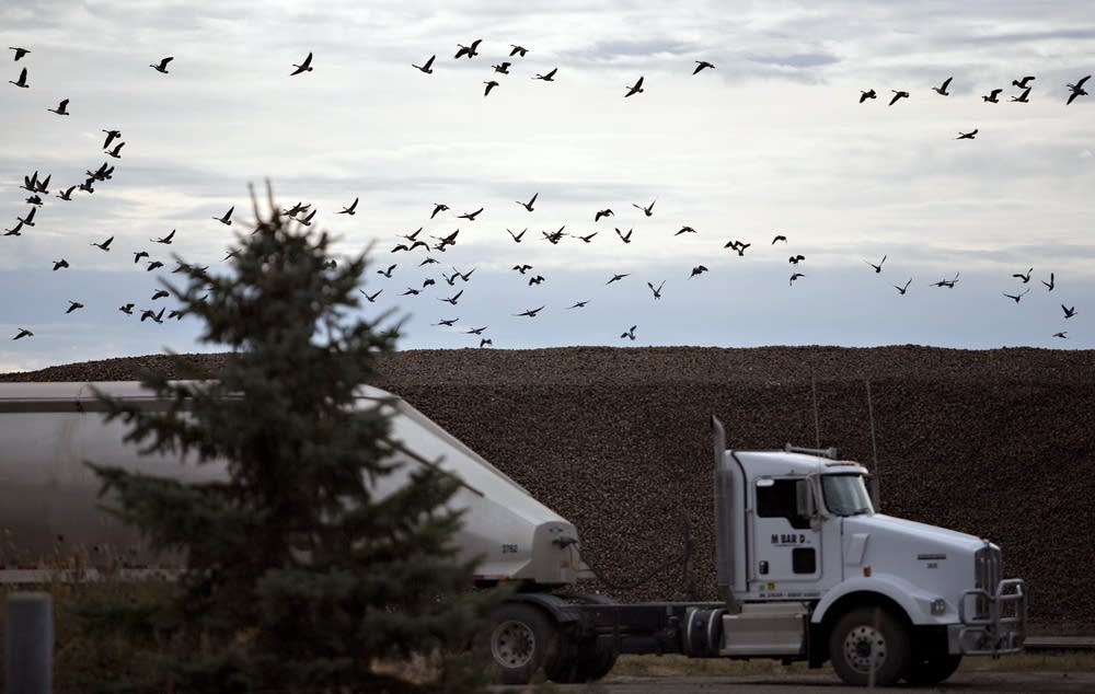 Sugar beets await