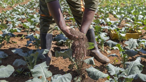 Agriculture in the African continent is being put at risk due to higher oil prices from the conflict in the Middle East, which affects fertilizer and transport costs.