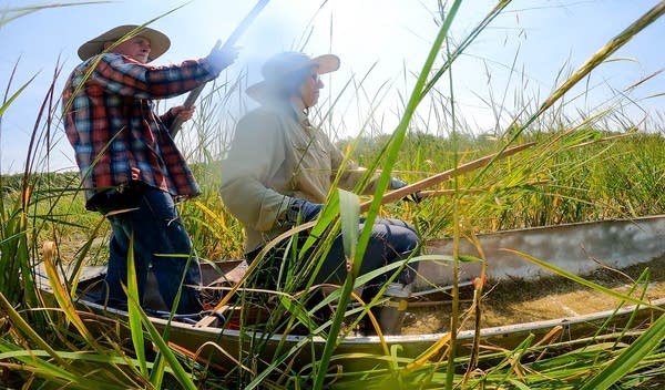 two people harvest wild rice