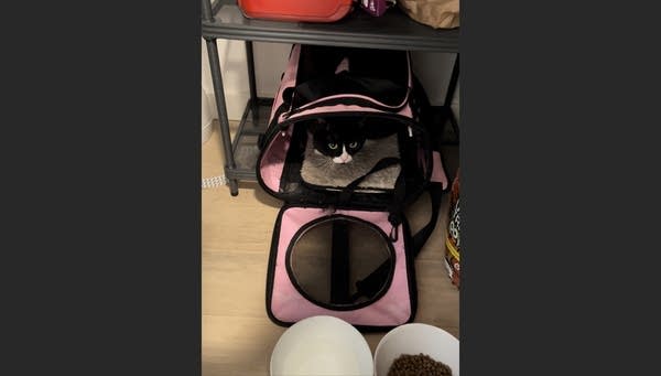 Picture of cat in soft, pink cat carrier, door open, with food bowls