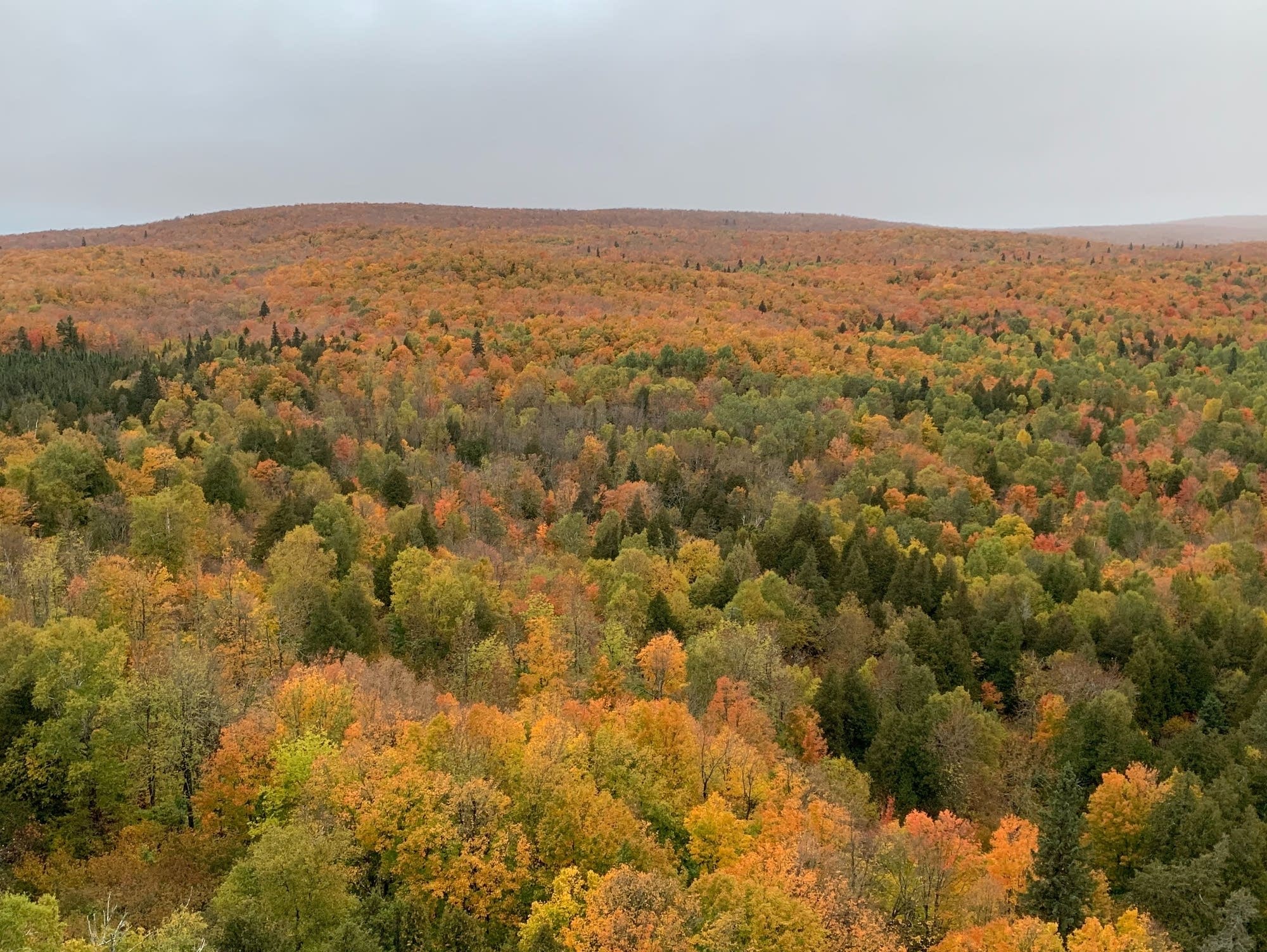In Minnesota, a new push to fight climate change — and make money — from forests