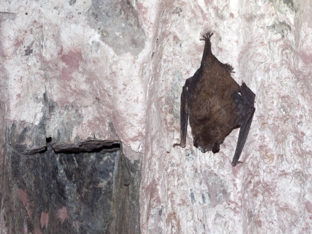 Researchers Race To Slow A Disease That Could Wipe Out Some Bat Disease That Could Wipe Out Some Bat