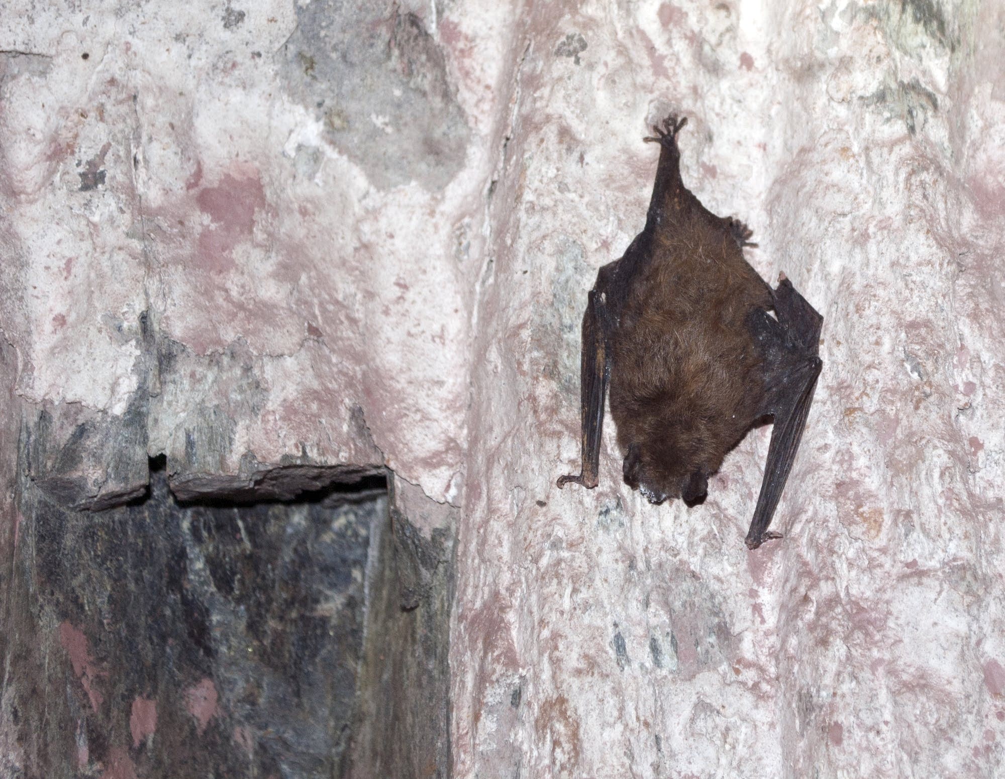 Researchers Race To Slow A Disease That Could Wipe Out Some Bat A Bat Illuminated By Headlamp Clings To The Walls Deep Underground