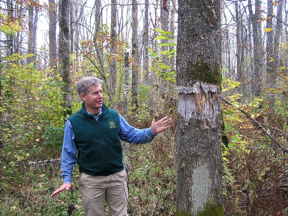 Simulated emerald ash borer attack