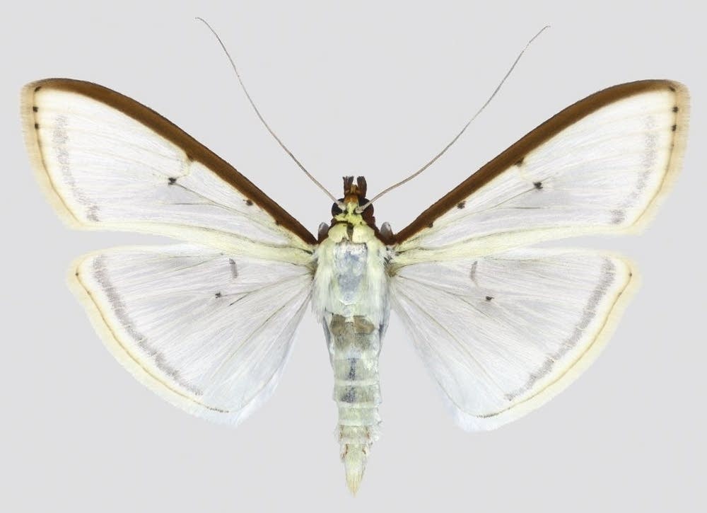 Choristostigma Plumbosignalis