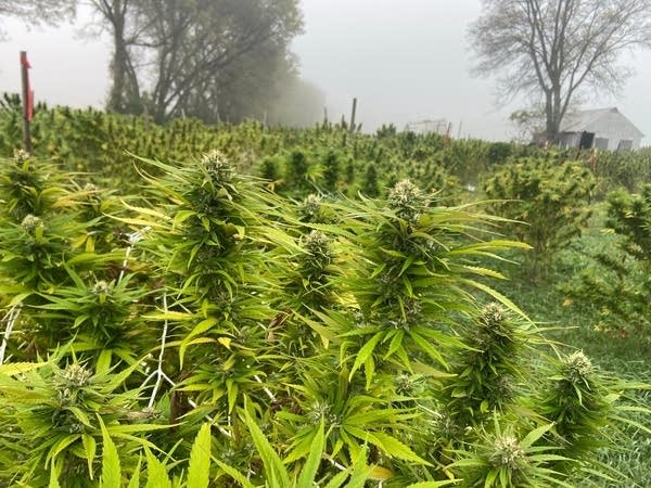 Hemp plants grow outdoors