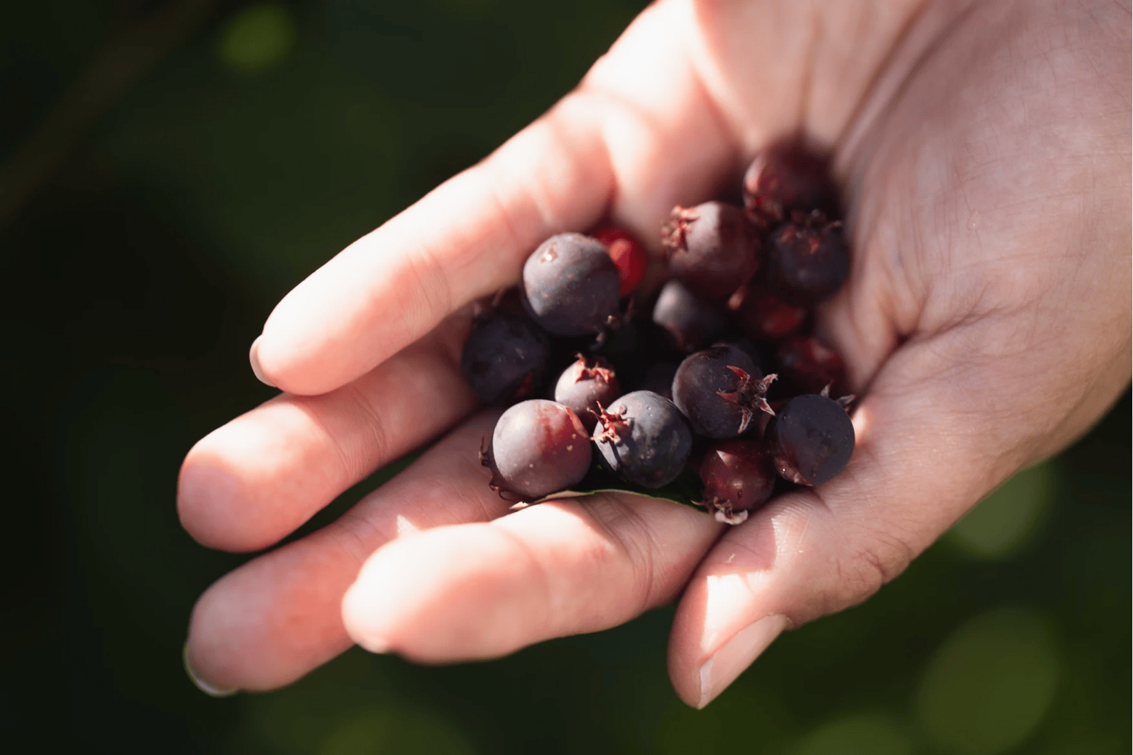A person holds serviceberries