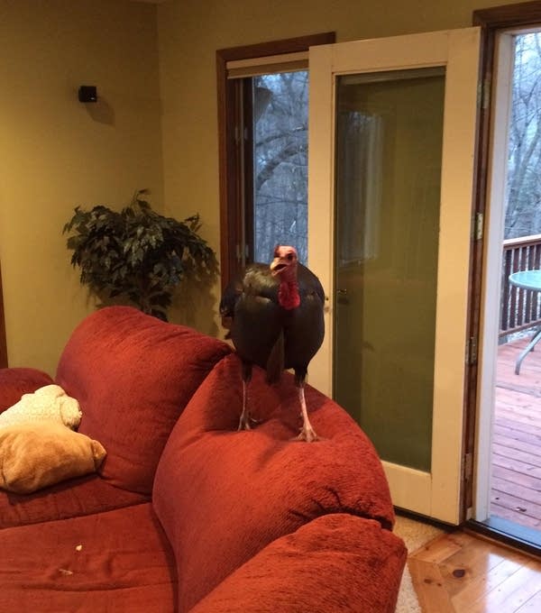 Here’s a turkey on a couch