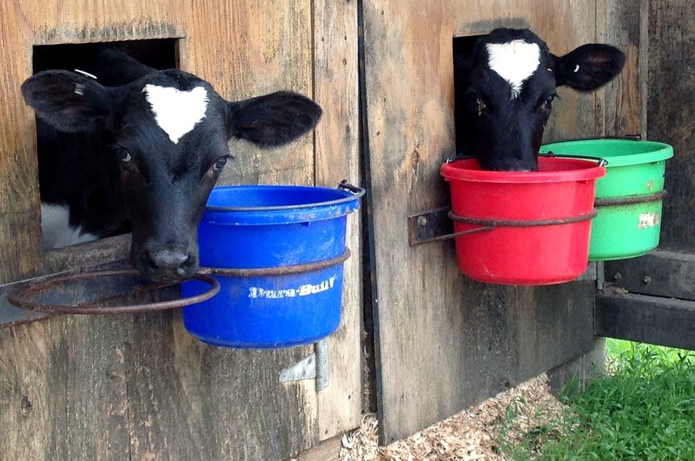 Dairy robot