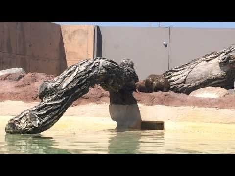 Zoo levels criticism in wake of otter-iPhone battle