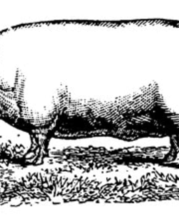 Pork Barrel Images Clipart