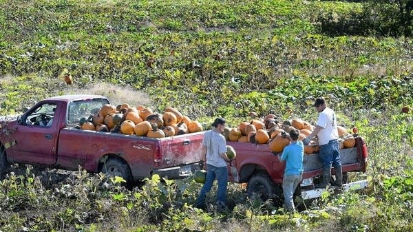 Workers load pumpkins into the back of a truck while harvesting a field