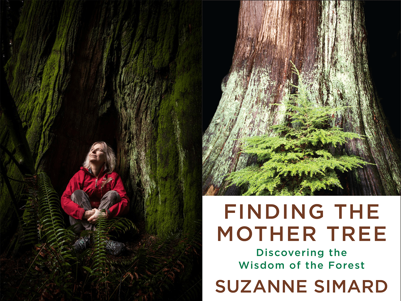 A woman sits under a large tree. A book cover.