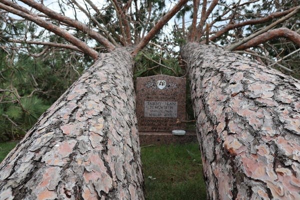 A headstone sits between two fallen trees.