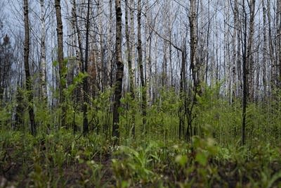 Lessons of strength and love 1 year after Camp House wildfire