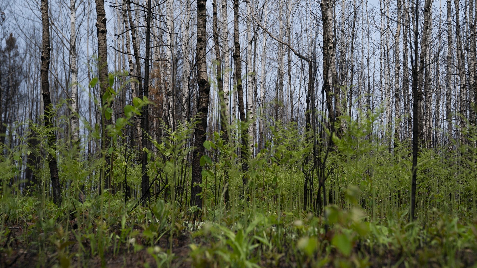 Lessons of strength and love 1 year after Camp House wildfire