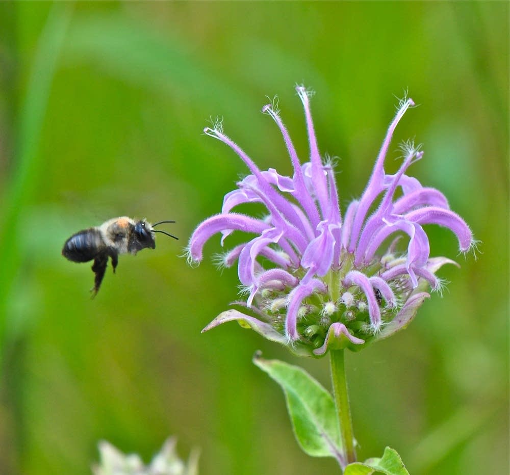 Bumblebee